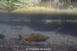 A Kokanee salmon coming to spawn in the Metolius River in... by Michelle Alvarado 